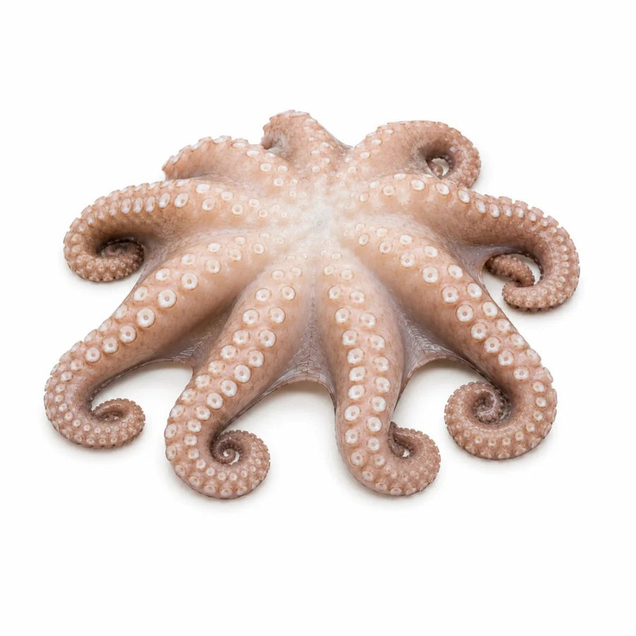 Salgado Octupus 1/2 FAO34 (~1.5Kg)